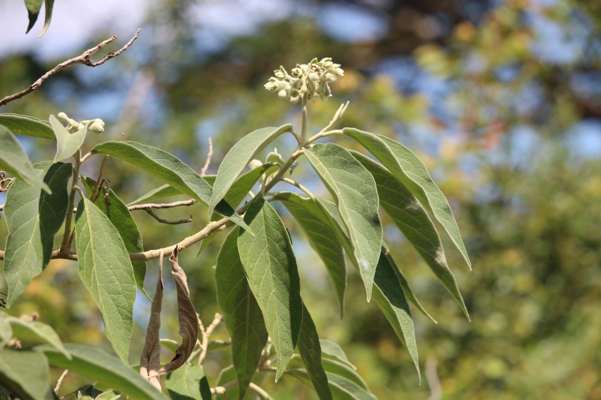 Solanum erianthum D.Don